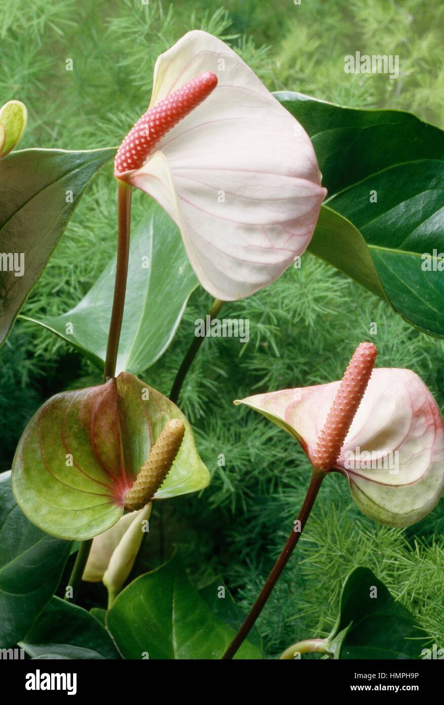 Close up white anthurium in outdoors hi-res stock photography and images -  Alamy