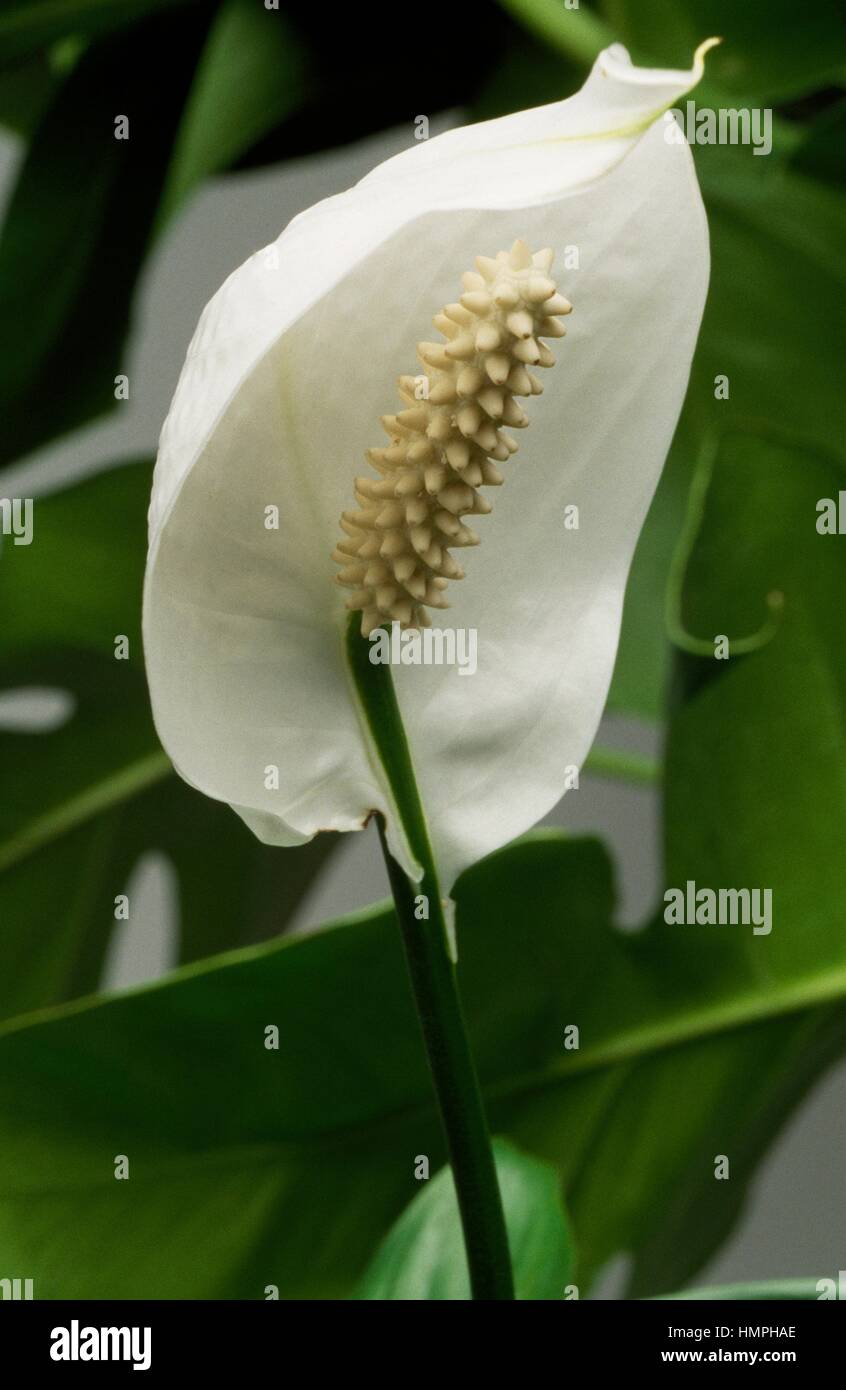 Spath or Peace Lily (Spathiphyllum sp), Araceae. Stock Photo