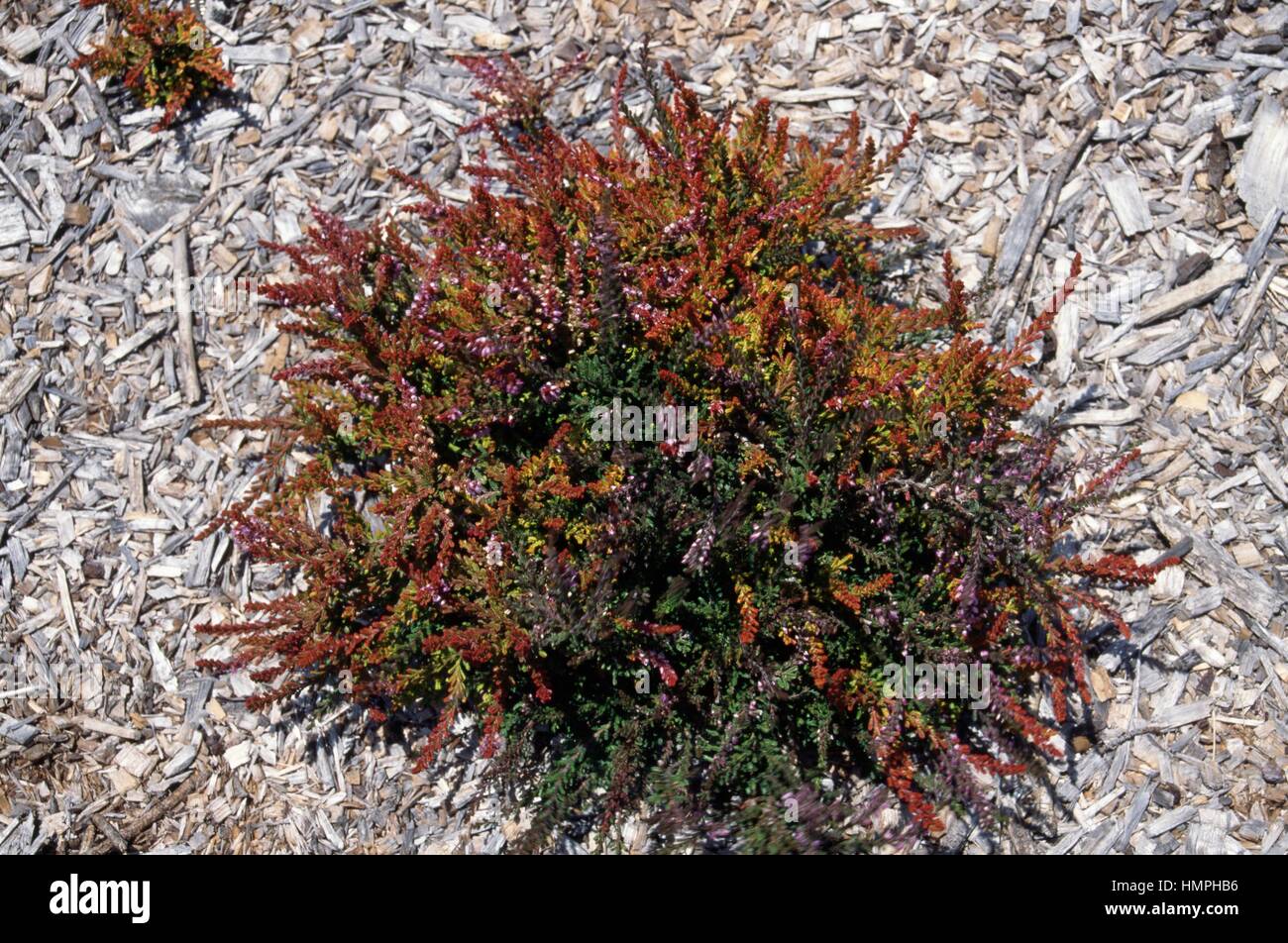 Heather (Calluna vulgaris Multicolor), Ericaceae. Stock Photo