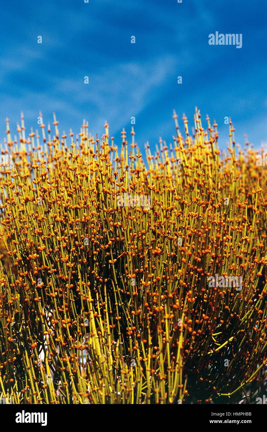 Ephedra ephedra sp hires stock photography and images Alamy