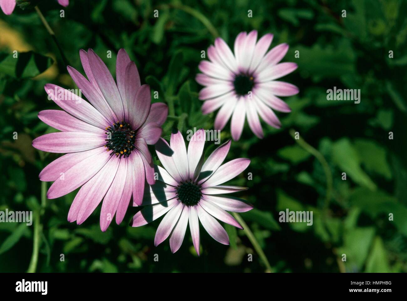 Cape Marguerite Or Blue And White Daisybush Osteospermum Ecklonis Or Stock Photo Alamy