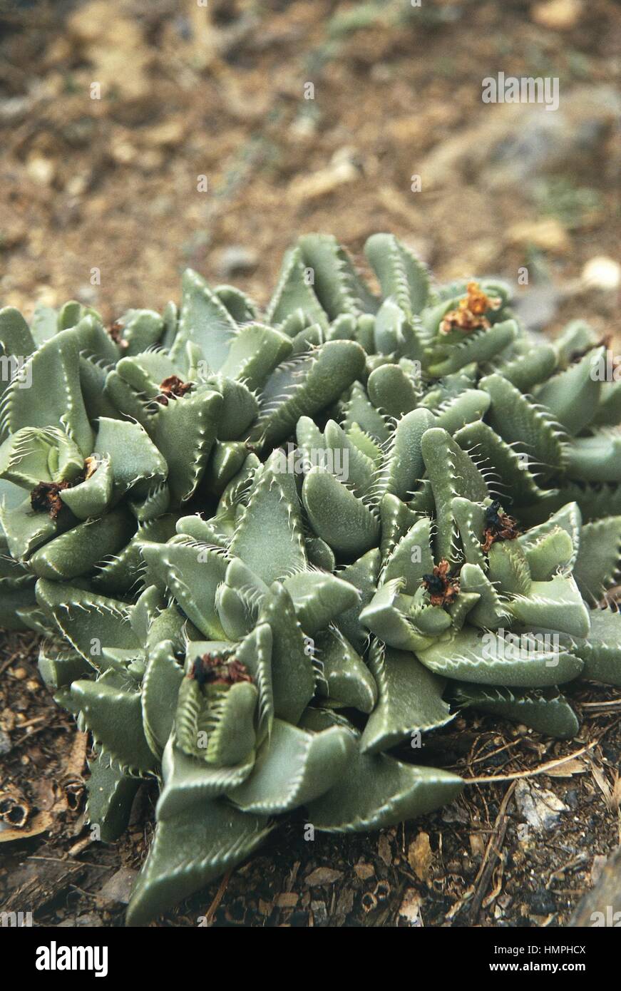 Botany - Aizoaceae - Faucaria grandis Stock Photo
