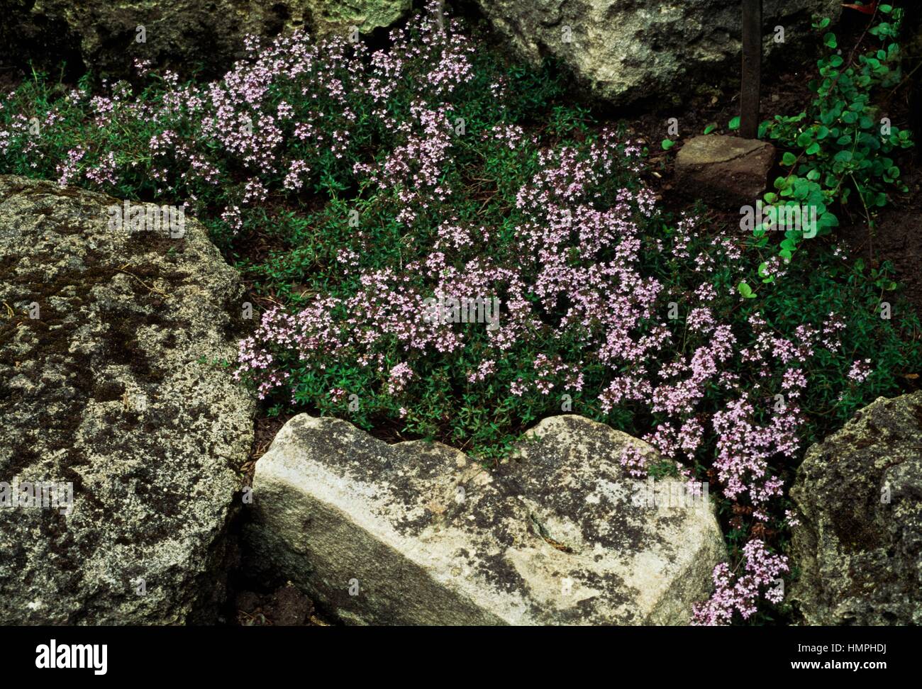 Caraway thyme in bloom (Thymus herbabarona), Lamiaceae Stock Photo Alamy