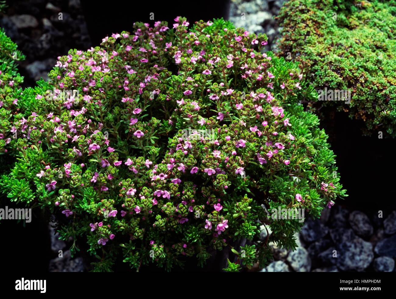 Azores thyme in bloom (Thymus caespititius), Lamiaceae. Stock Photo