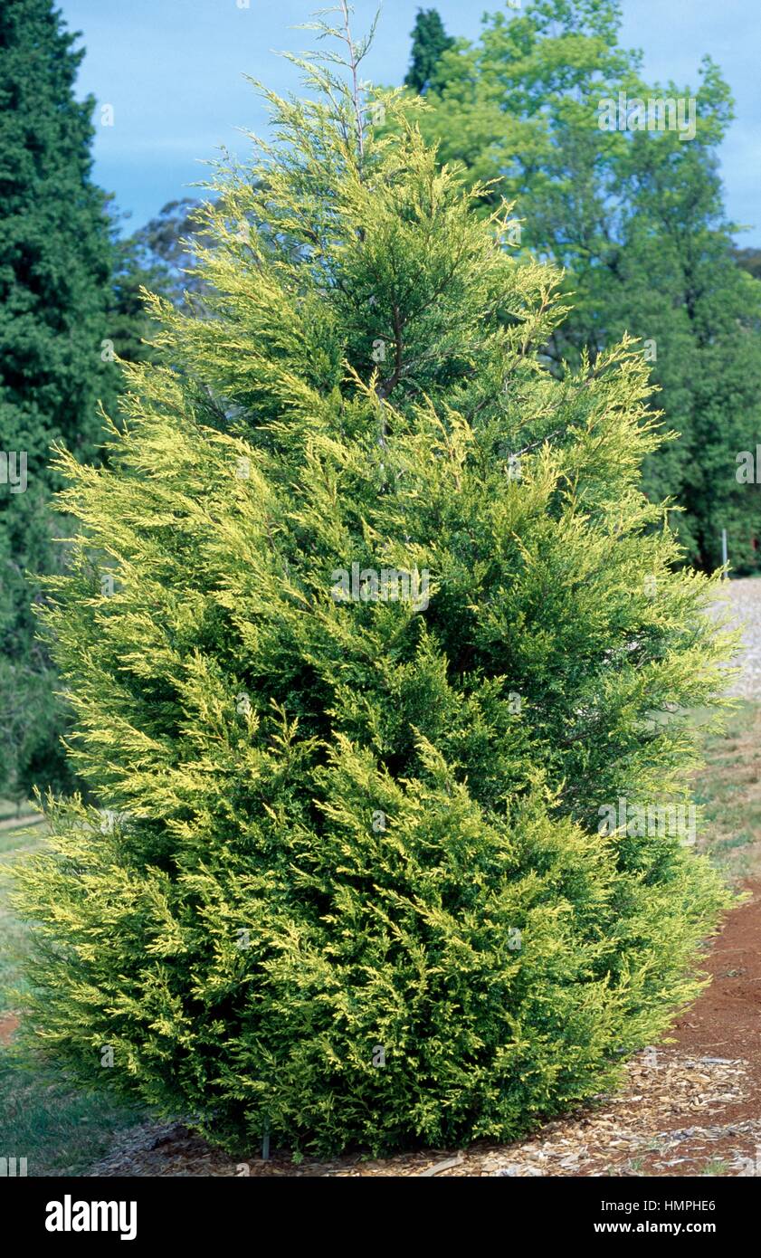 Formosan Cypress (Chamaecyparis formosensis), Cupressaceae. Stock Photo
