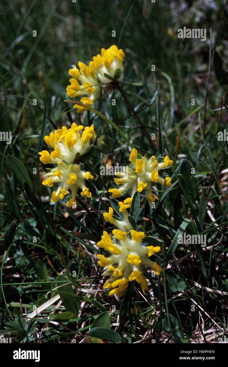 Common kidneyvetch or Kidney vetch (Anthyllis vulneraria), Fabaceae. Stock Photo