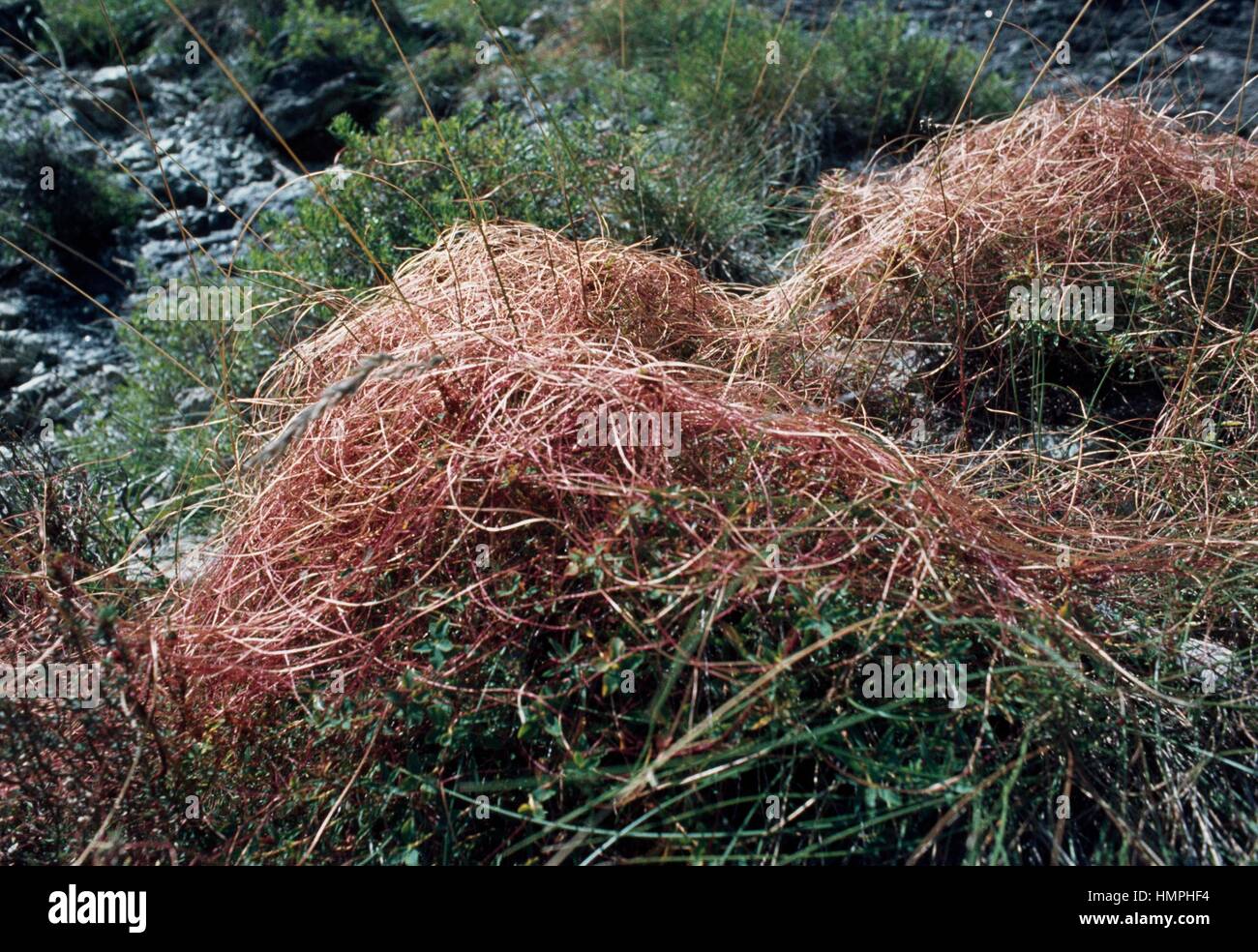Clover Dodder (Cuscuta epithymum), Convolvulaceae. Stock Photo