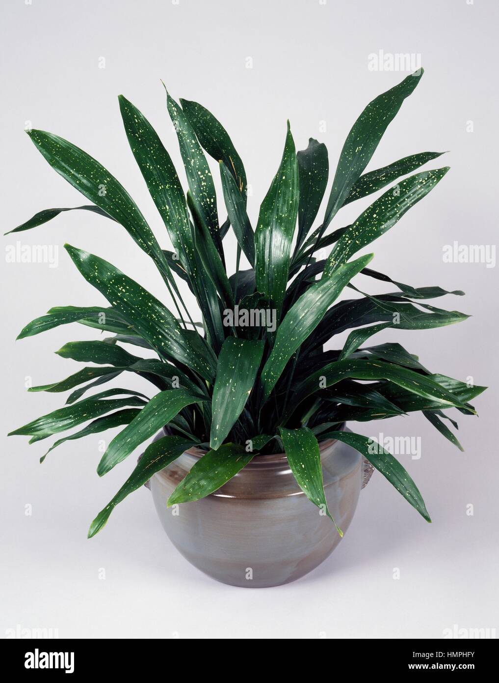 variegated-bar-room-plant-aspidistra-variegata-asparagaceae-stock