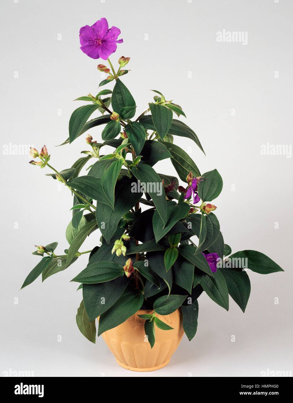 Glory bush or Lasiandra (Tibouchina urvilleana), Melastomaceae. Stock Photo