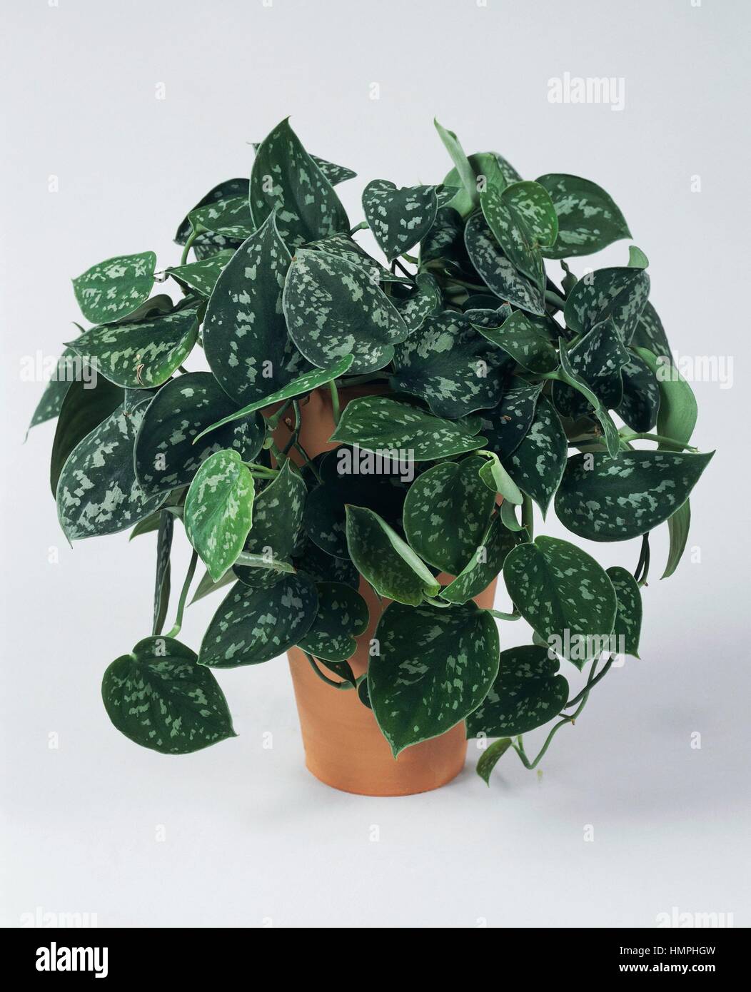 Satin Pothos Or Silver Philodendron Scindapsus Pictus Argyraeus Araceae Stock Photo Alamy