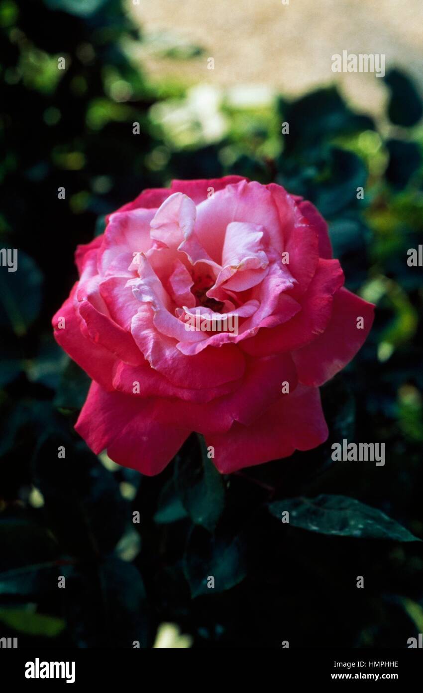 Rose (Rosa Panthea), Rosaceae. Stock Photo