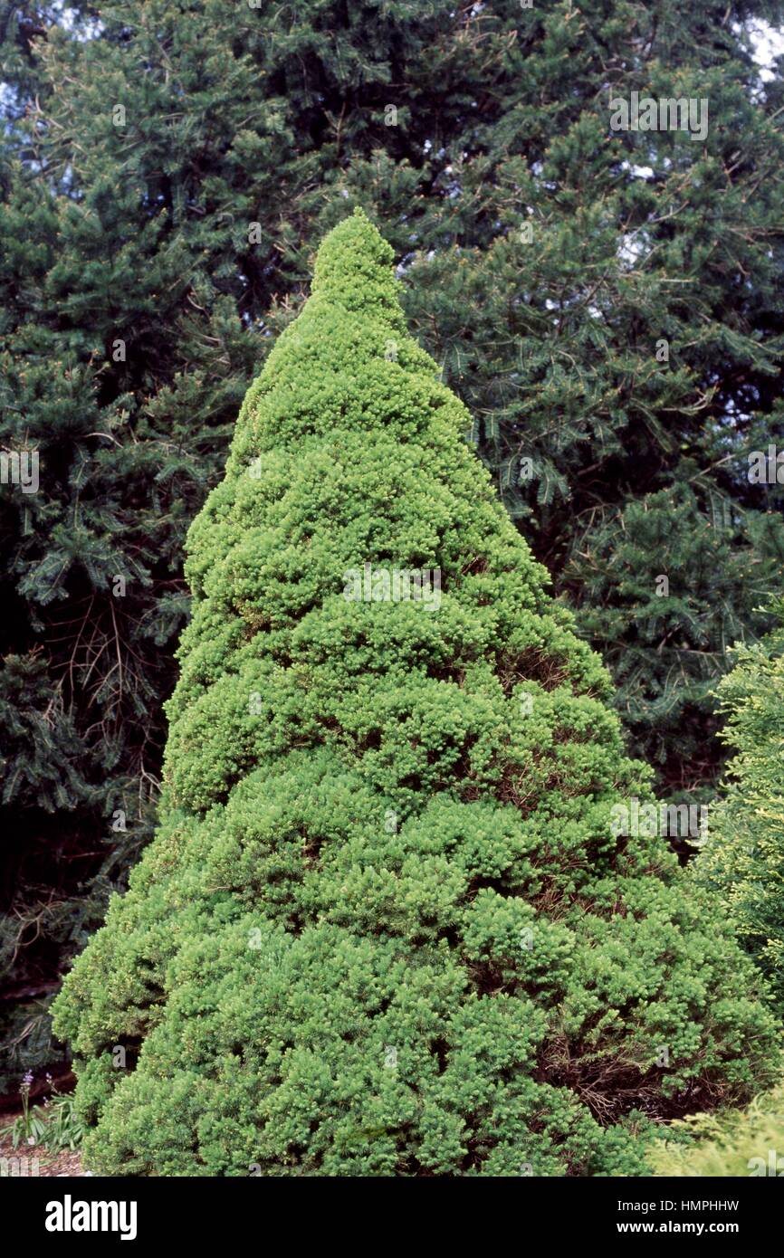 Blue Spruce (Picea pungens conical), Pinaceae. Stock Photo