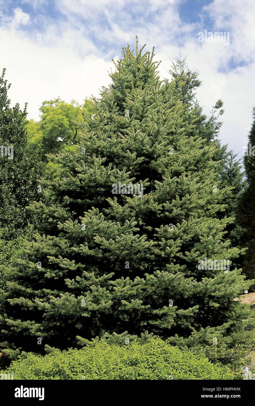 Botany - Trees - Pinaceae - Spruce (Picea pungens viridis) Stock Photo