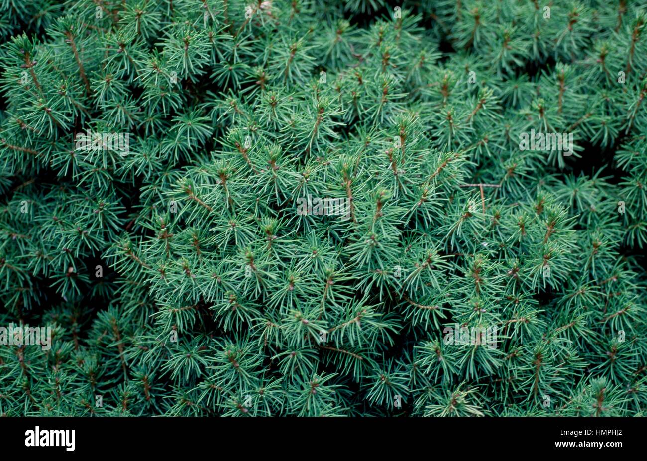 Dwarf White Alberta Spruce leaves (Picea glauca albertiana conica), Pinaceae. Stock Photo