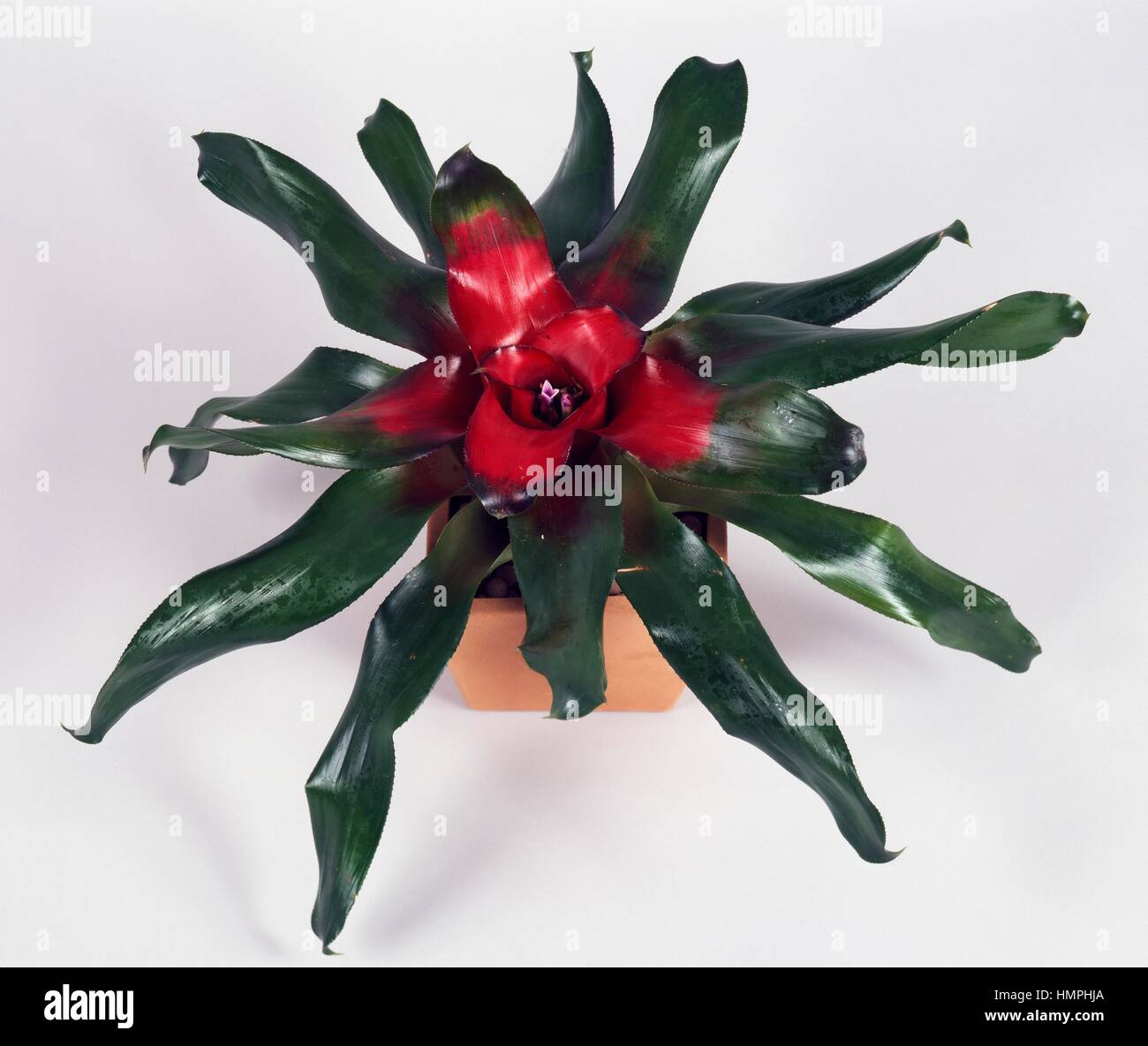 Blushing bromeliad (Neoregelia carolinae meyendorffii), Bromeliaceae