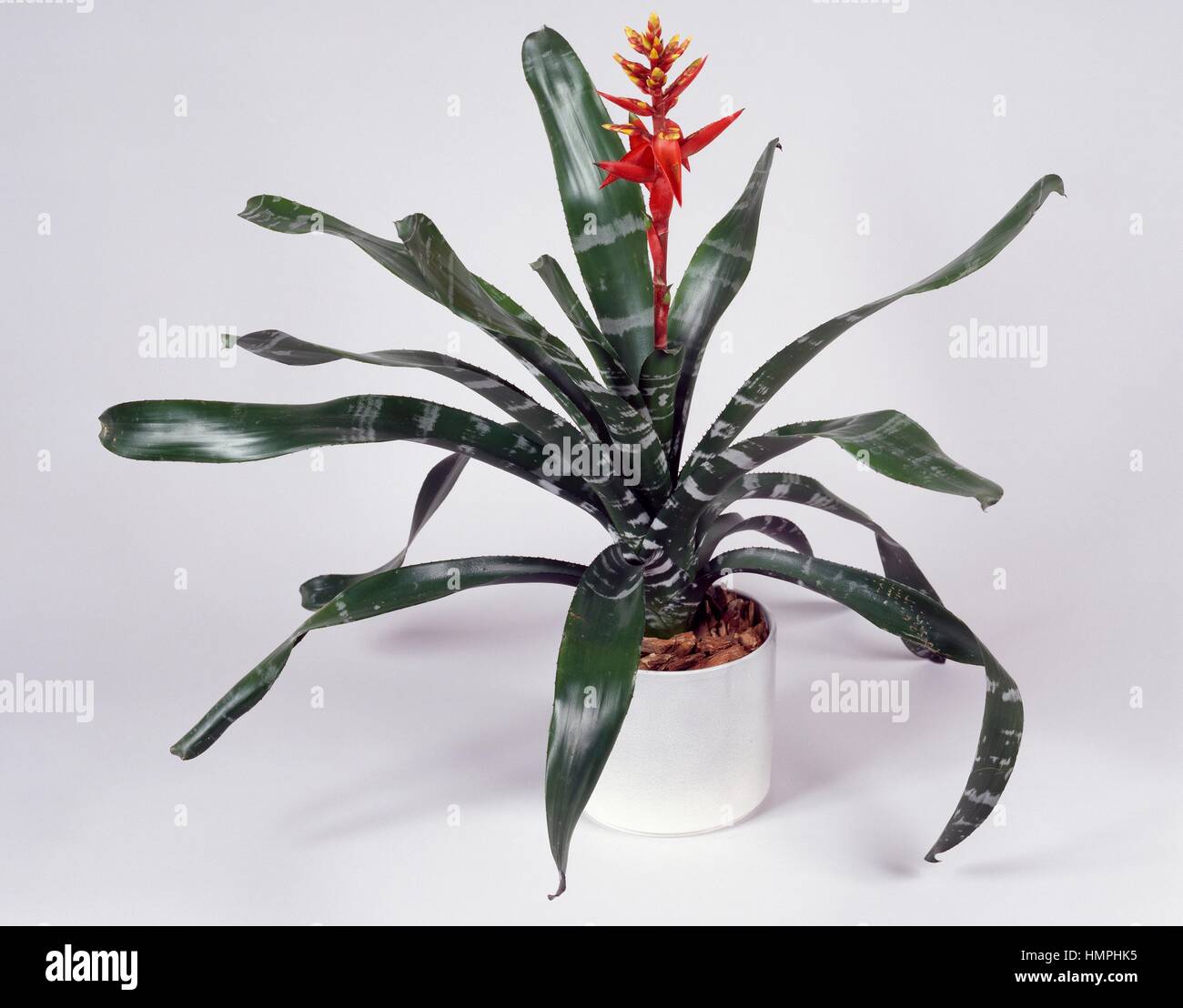 Amazonian zebra plant (Bilbergia Chantinii o Aechmea chantinii), Bromeliaceae. Stock Photo