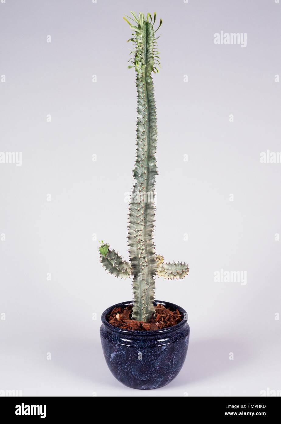 Indian corn cob (Euphorbia variegata), Euphorbiaceae Stock Photo Alamy