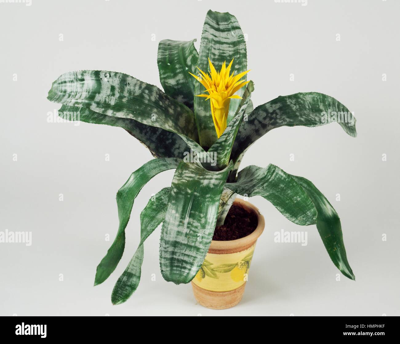 Urn plant (Aechmea fasciata hybrido giallo), Bromeliaceae. Stock Photo