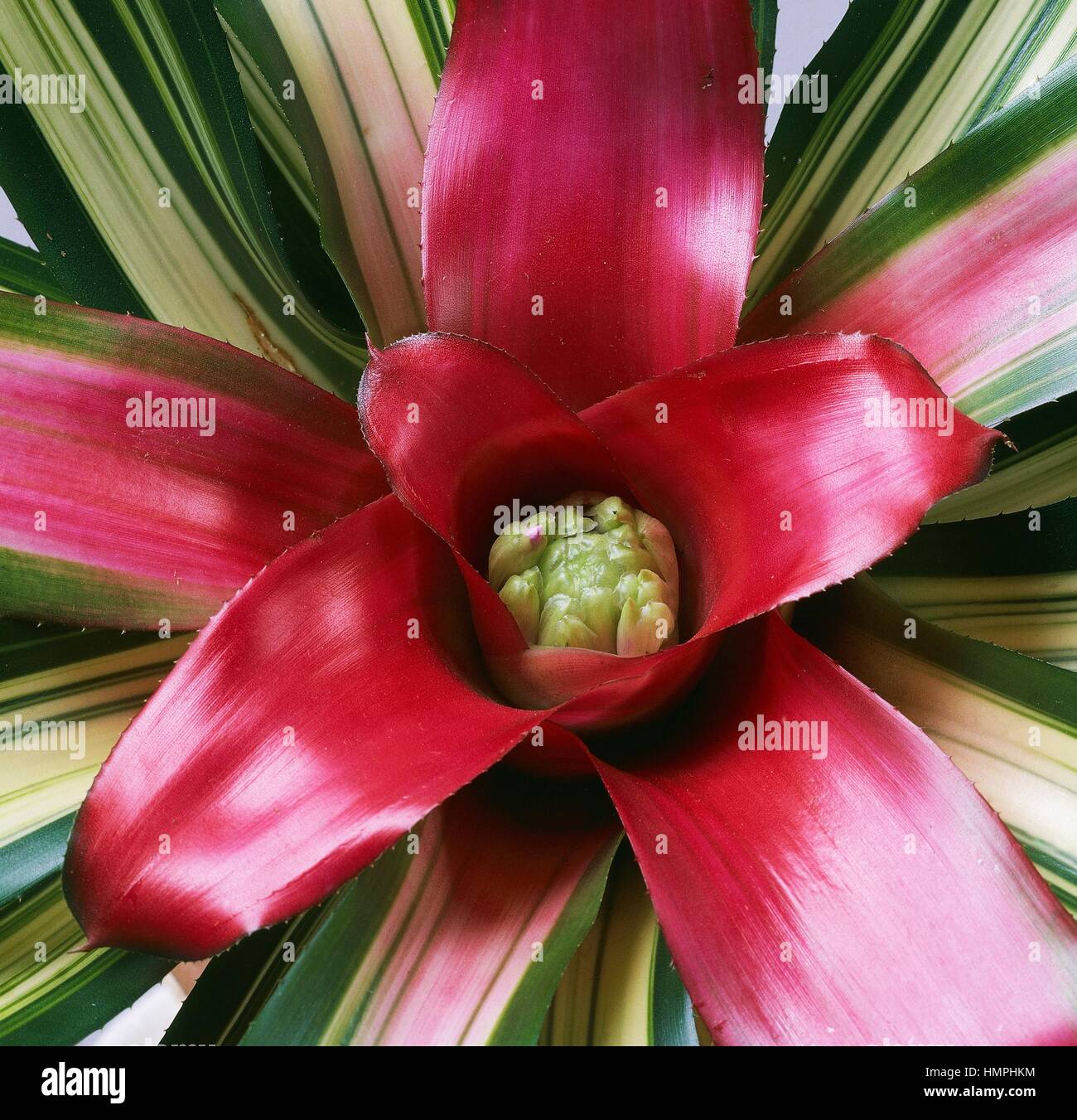 Blushing bromeliad (Neoregelia carolinae Tricolor Perfecta