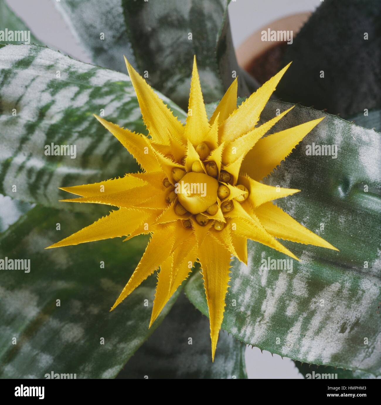 Urn plant (Aechmea fasciata hybrido giallo), Bromeliaceae. Stock Photo