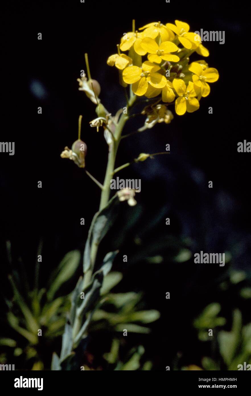 Greek Bladderpod (Alyssoides utriculata), Brassicaceae. Stock Photo