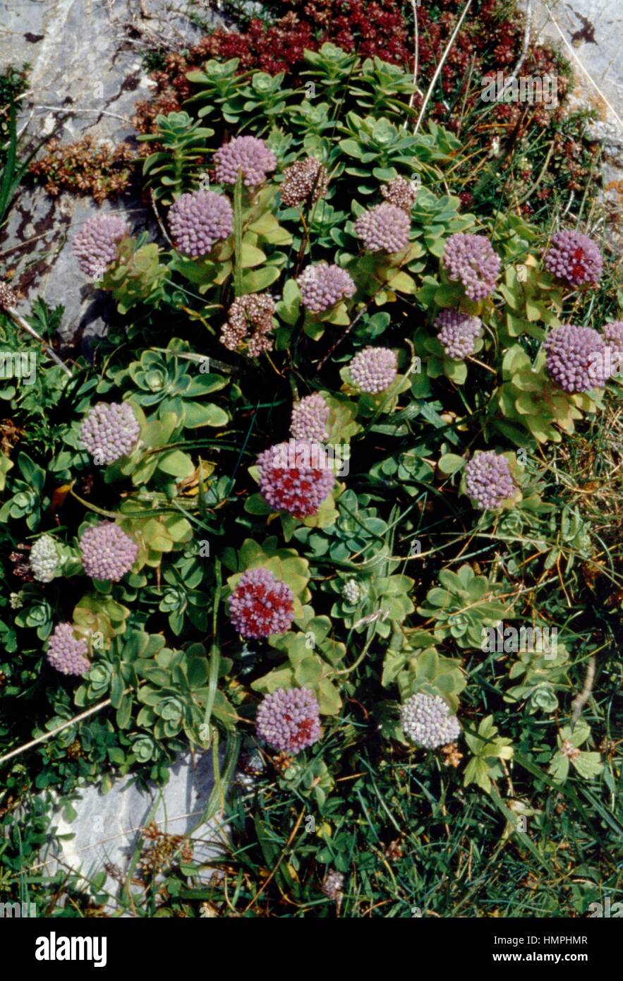 Love-restorer (Sedum anacampseros or Hylotelephium anacampseros), Crassulaceae. Stock Photo