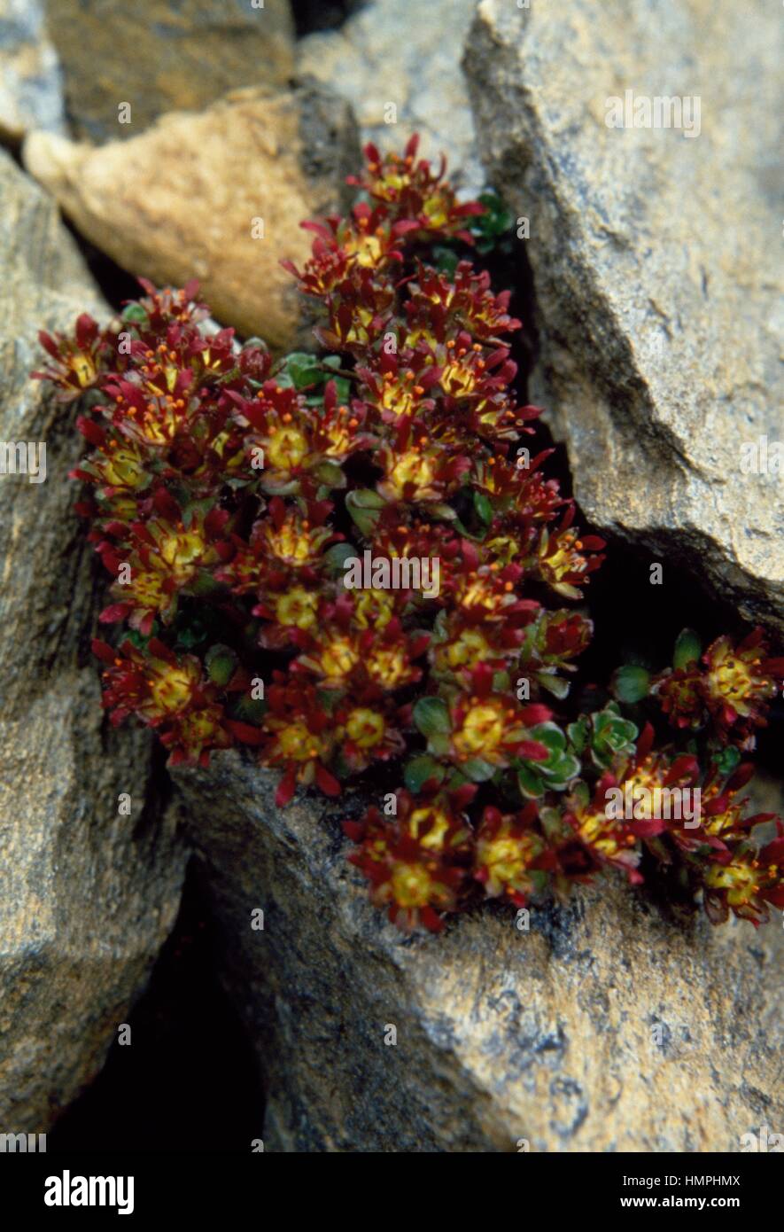 Two Flowered Saxifrage (Saxifraga biflora), Saxifragaceae. Stock Photo
