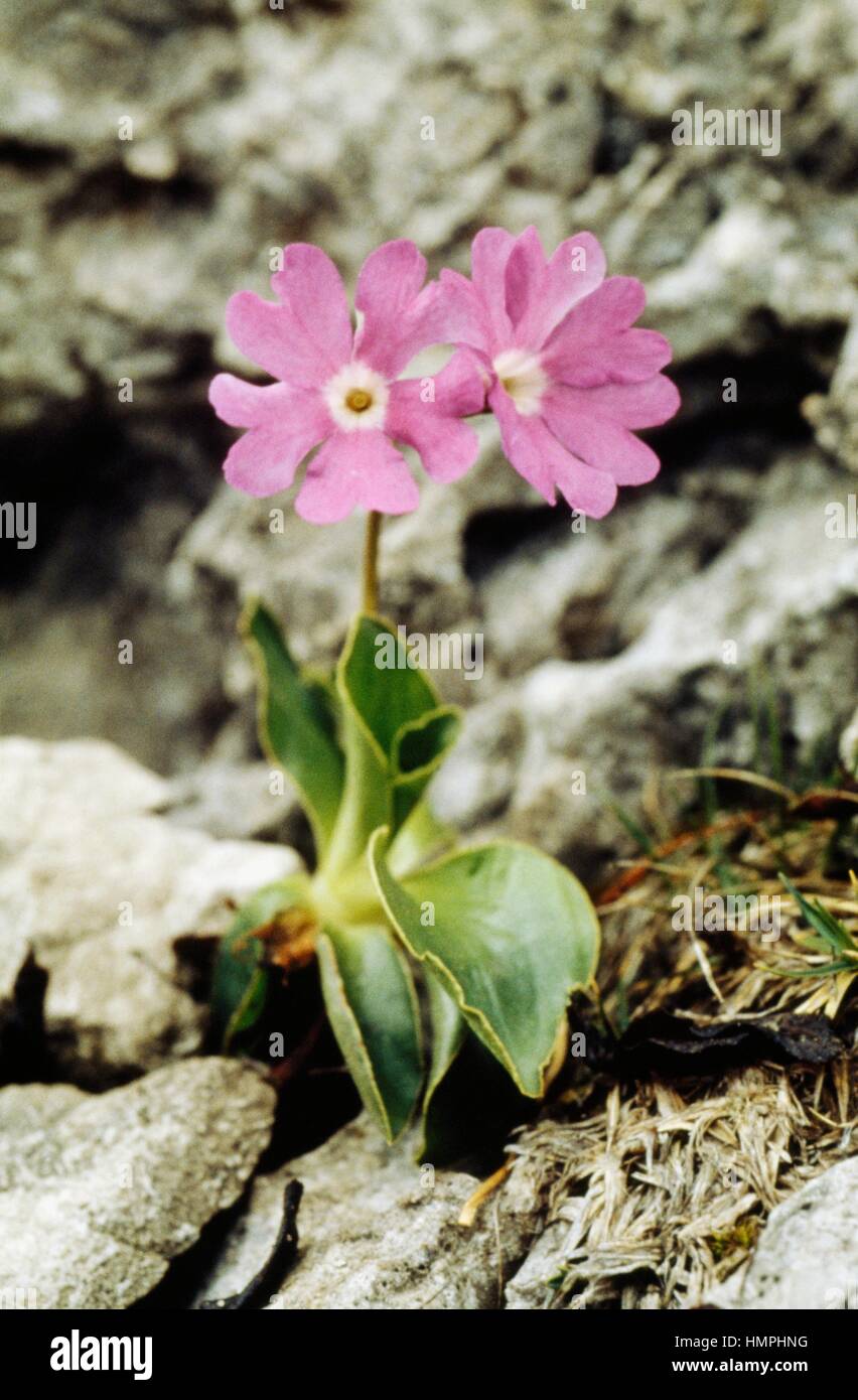 Spectacular primrose (Primula spectabilis), Primulaceae. Stock Photo