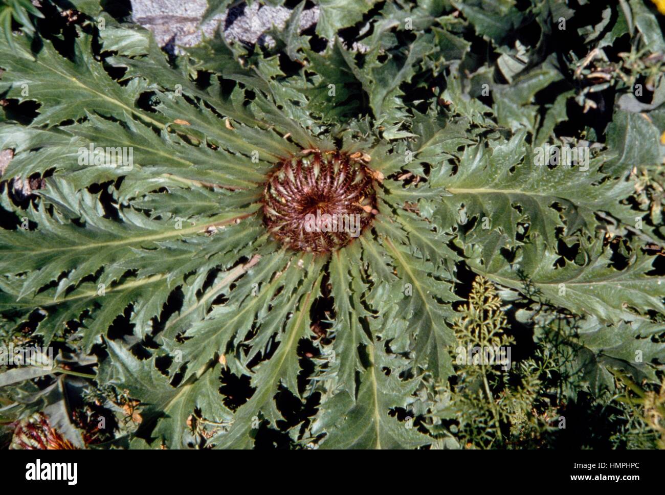 Carlina utzka (Carlina acanthifolia), Astaraceae. Stock Photo