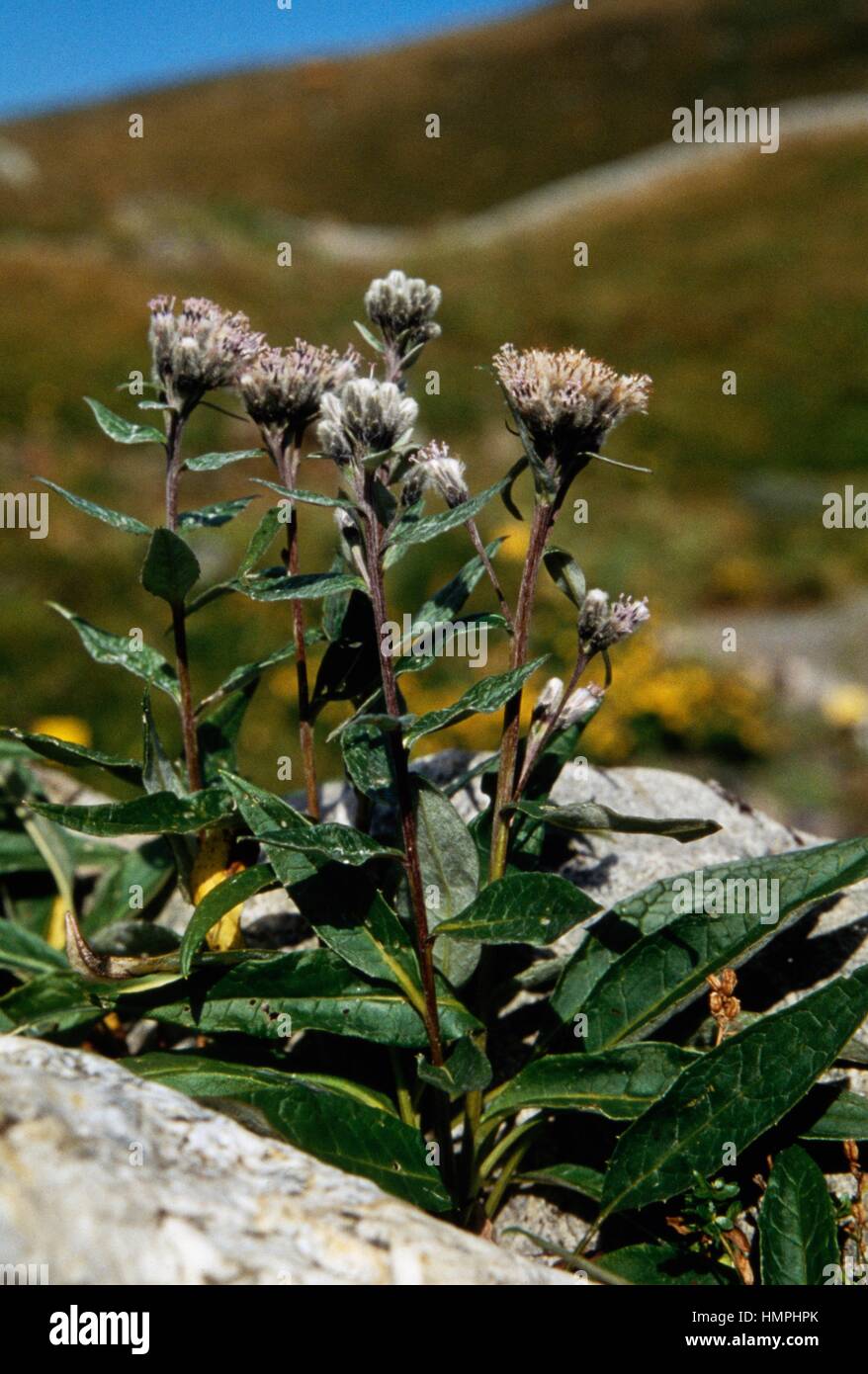 Alpine Sawwort (Saussurea alpina), Asteraceae. Stock Photo