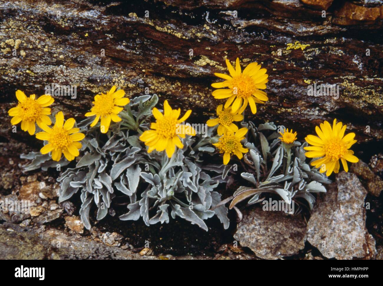 One Flowered Alpine Groundsel (Senecio halleri), Asteraceae. Stock Photo