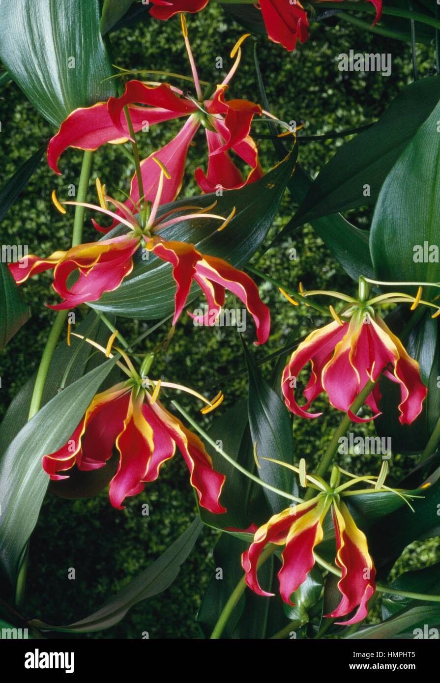 Flame lily, Fire lily or Gloriosa lily (Gloriosa verschaffeltii), Colchicaceae. Stock Photo