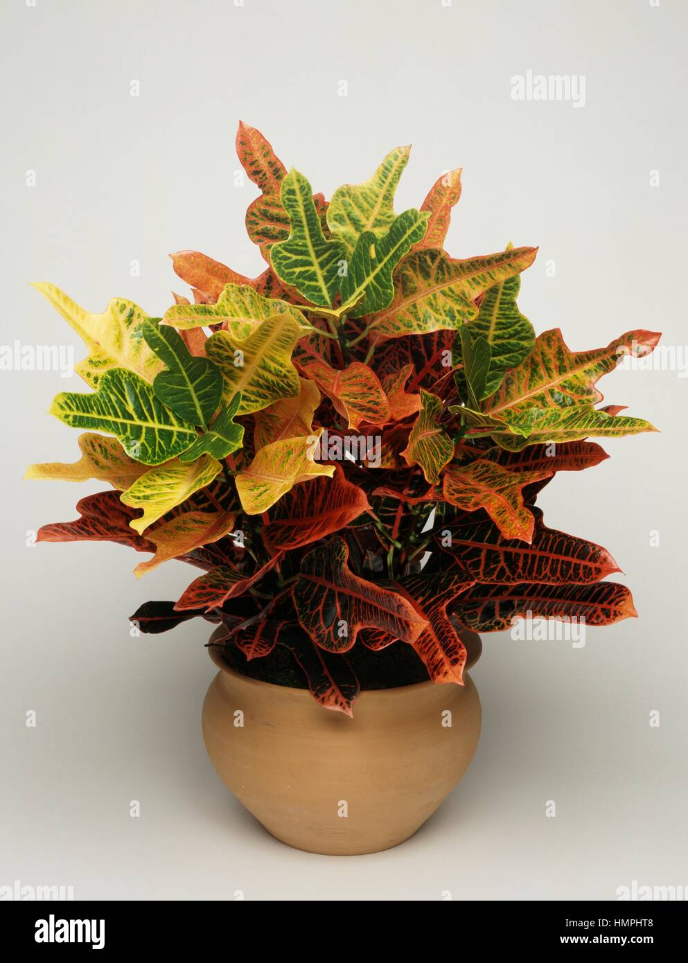 Croton (Codiaeum variegatum Excellent), Euphorbiaceae Stock Photo Alamy