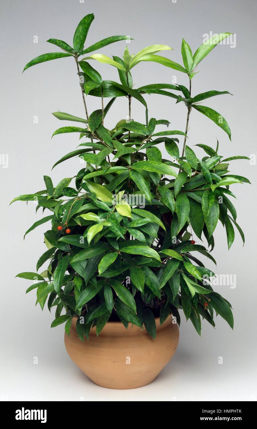 Dracaena dracaena sp hi-res stock photography and images - Alamy
