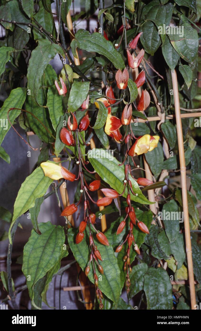 Clock Vine (Thunbergia mysorensis), Acanthaceae. Stock Photo