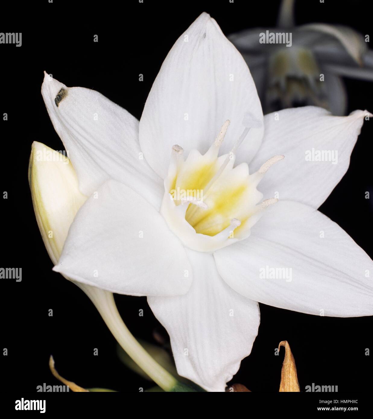 Amazon lily (Eucharis grandiflora or Eucharis amazonica), Amaryllidaceae. Stock Photo