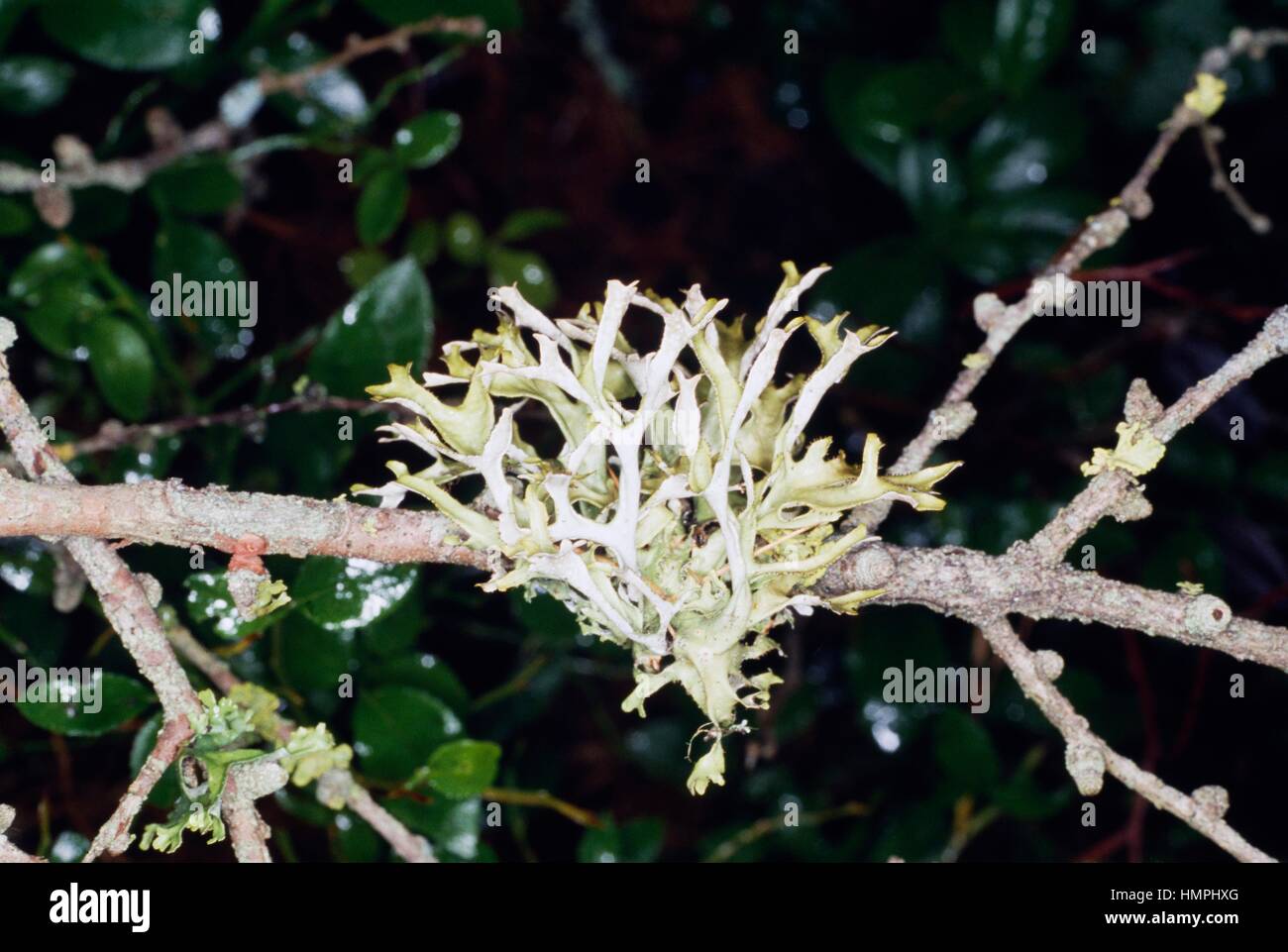 Reindeer Lichen (Cladonia arbuscula), Cladoniaceae. Stock Photo