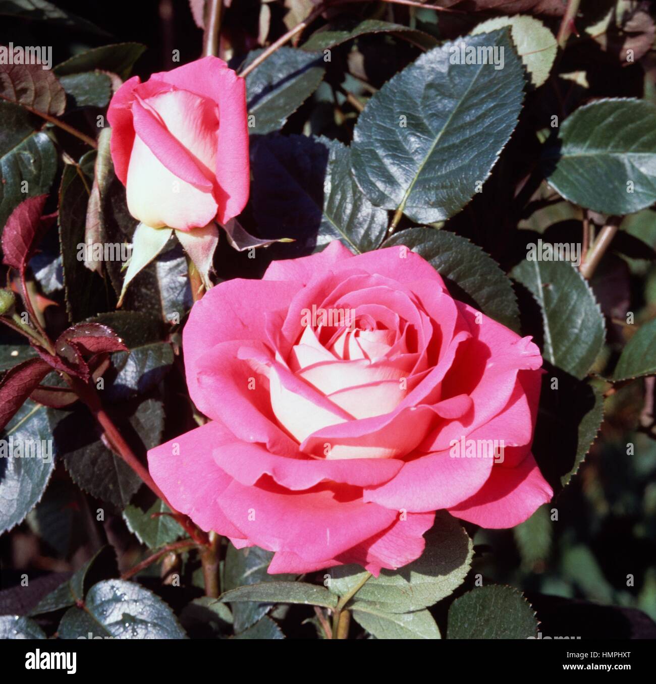 Ornella Muti rose, Rosaceae. Stock Photo