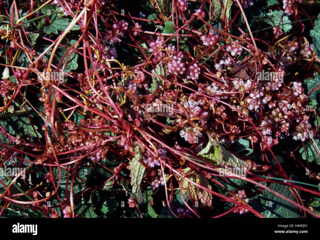 European Dodder (Cuscuta europaea), Convolvulaceae. Stock Photo