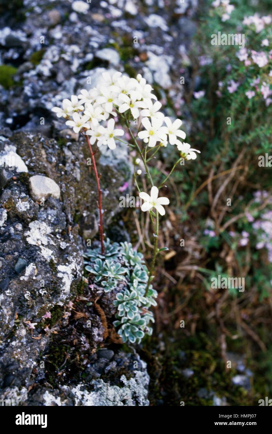 Saxifrage (Saxifraga cochlearis), Saxifragaceae. Stock Photo