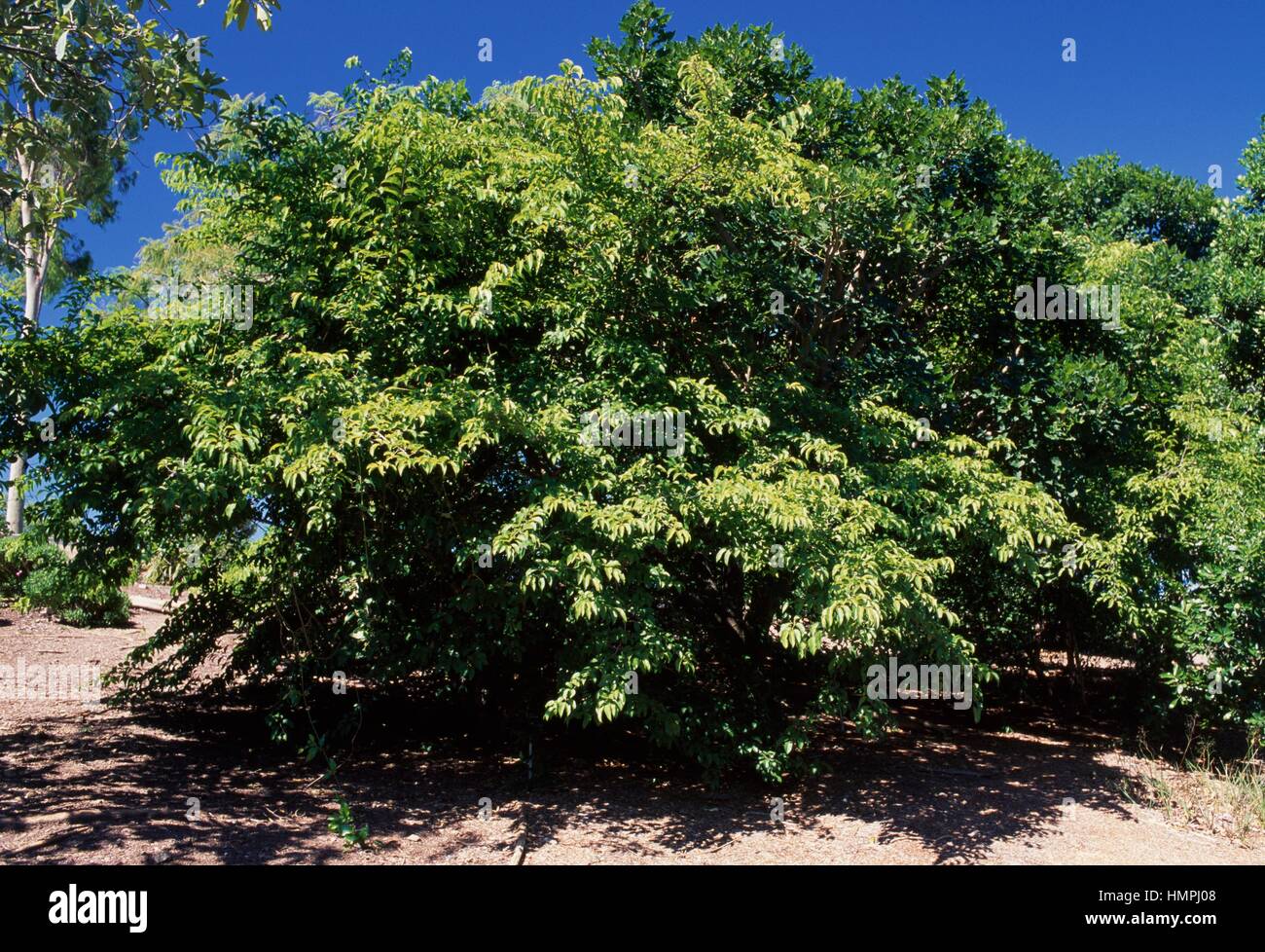 Snuff Box Tree (Oncoba spinosa), Salicaceae. Stock Photo