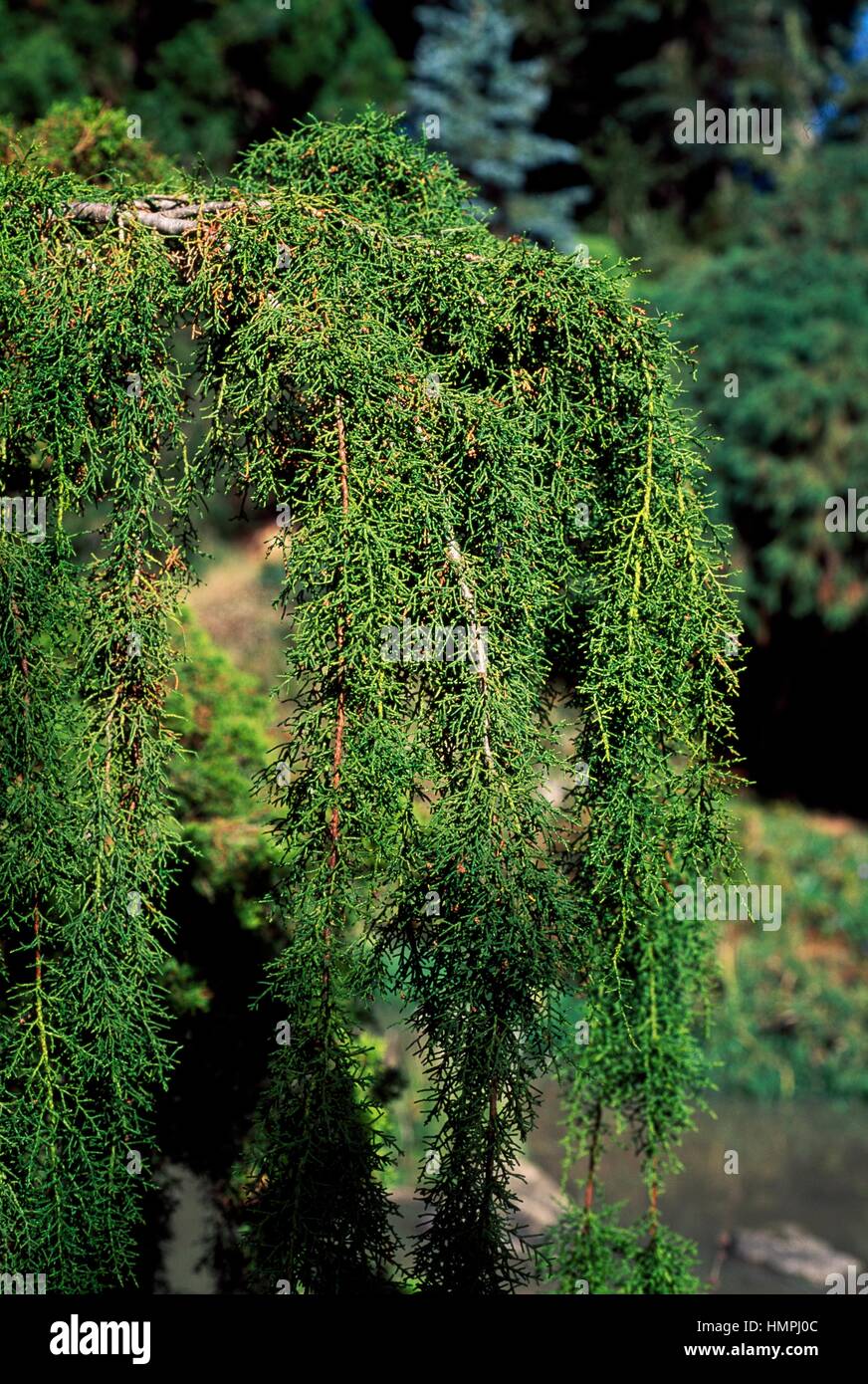 Huon Pine (Lagarostrobos franklinii), Podocarpaceae. Stock Photo