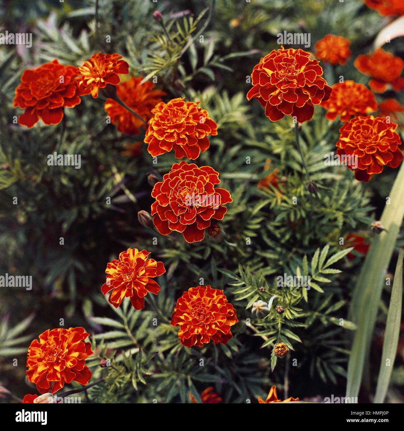 French Marigold (Tagetes patula or Tagetes lunulata), Asteraceae. Stock Photo