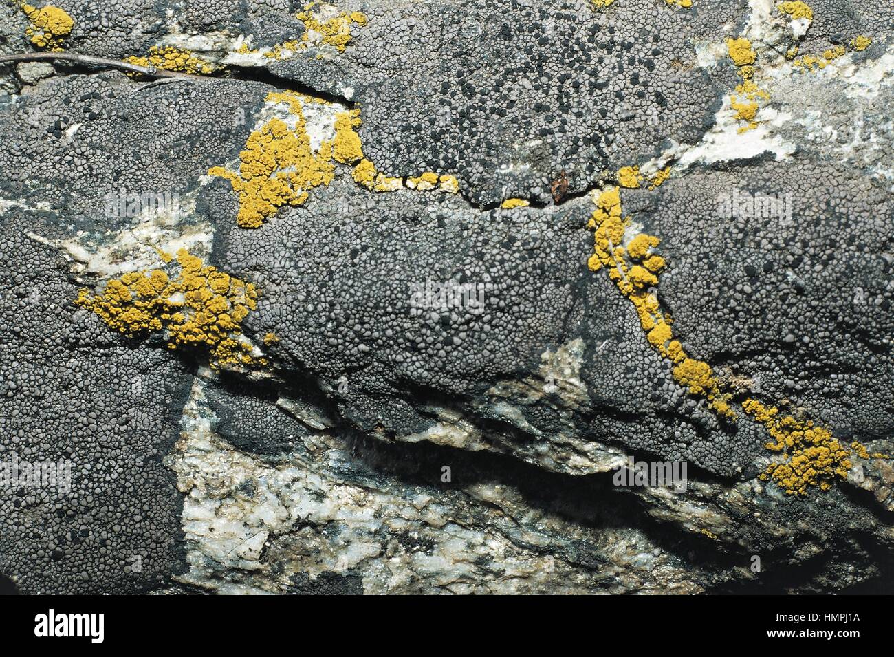 Eggyolk Lichen (Candelariella sp), Candelariaceae. Stock Photo