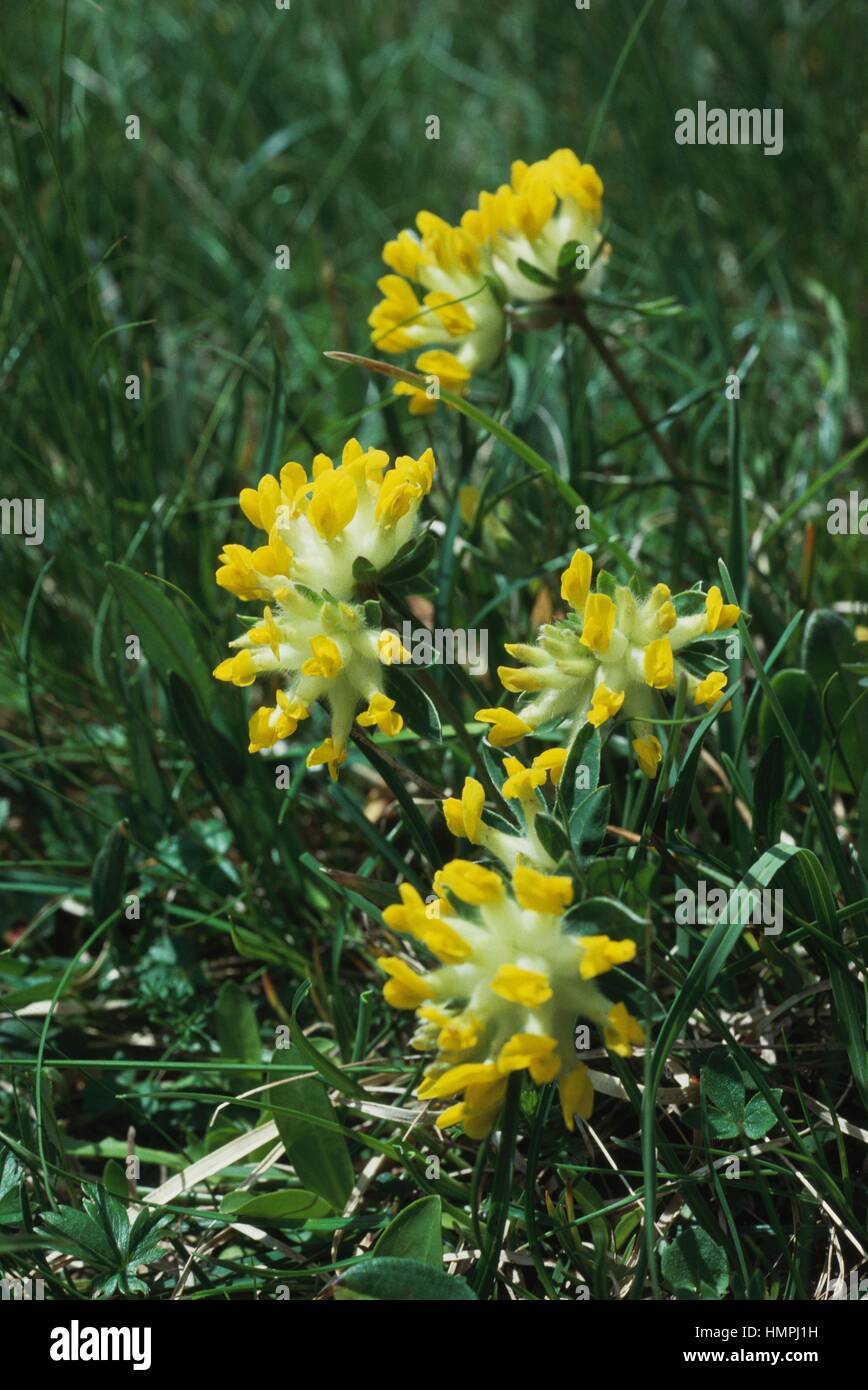 Common kidneyvetch or Kidney vetch(Anthyllis vulneraria), Fabaceae. Stock Photo