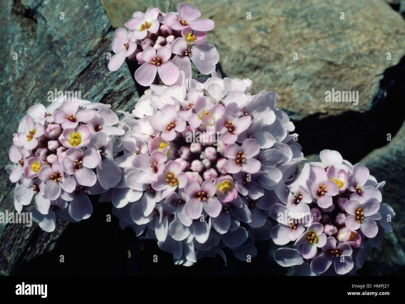 Candytuft (Iberis spathulata), Brassicaceae. Stock Photo