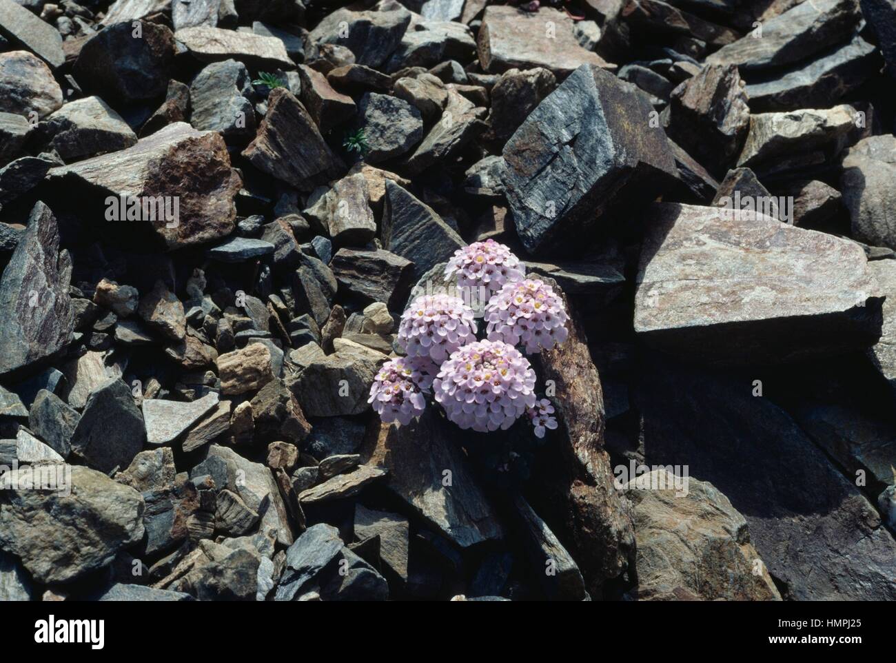 Candytuft (Iberis spathulata), Brassicaceae. Stock Photo