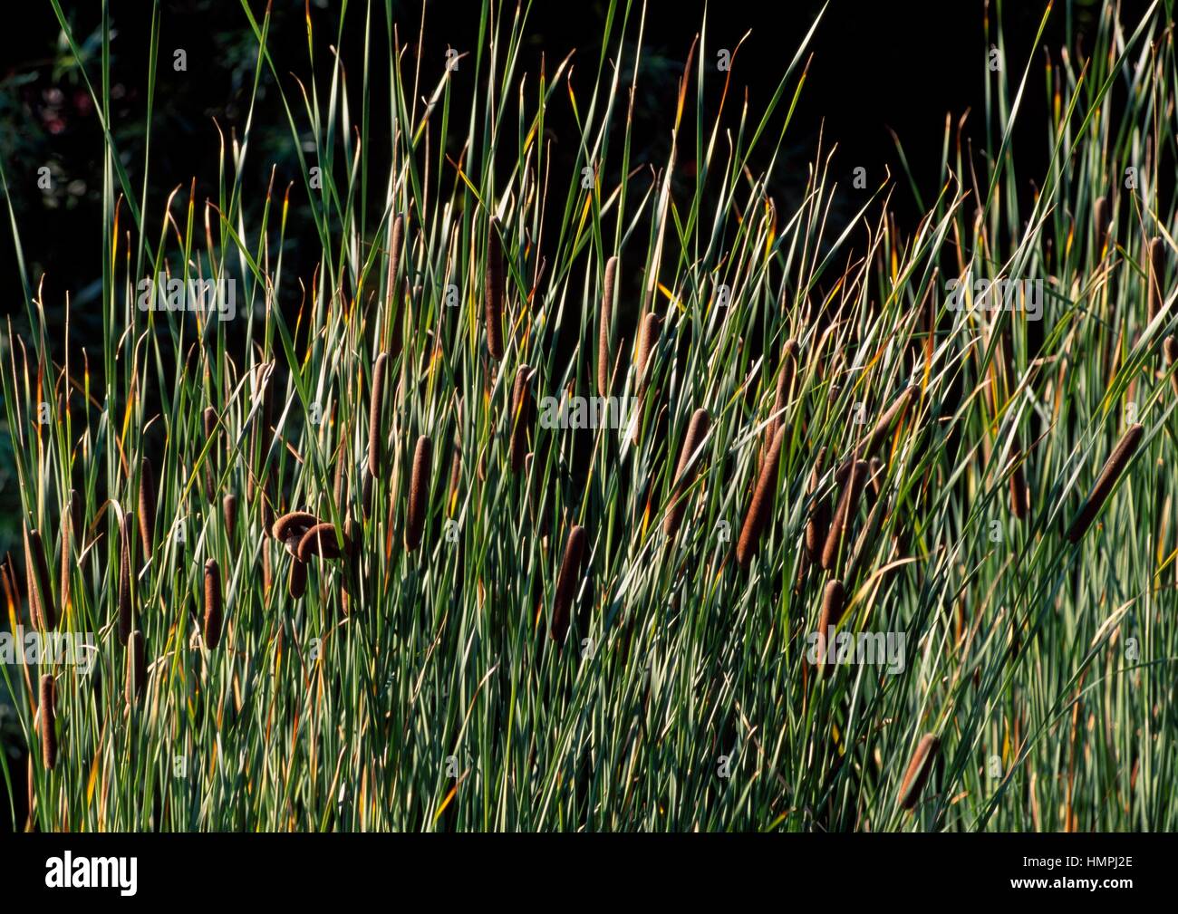 Narrowleaf Cattail (Typha angustifolia), Typhaceae. Stock Photo
