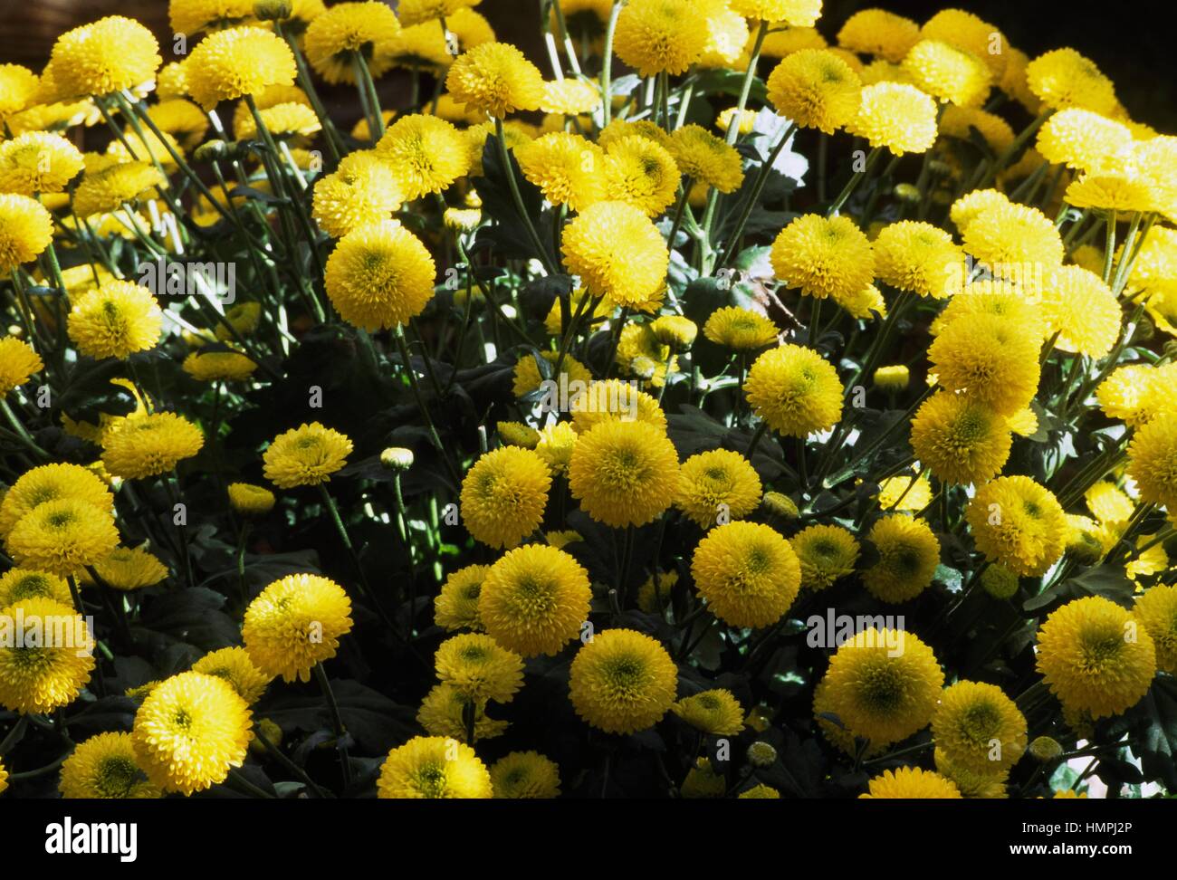 Mums (Chrysanthemum Gold Peas), Asteraceae. Stock Photo