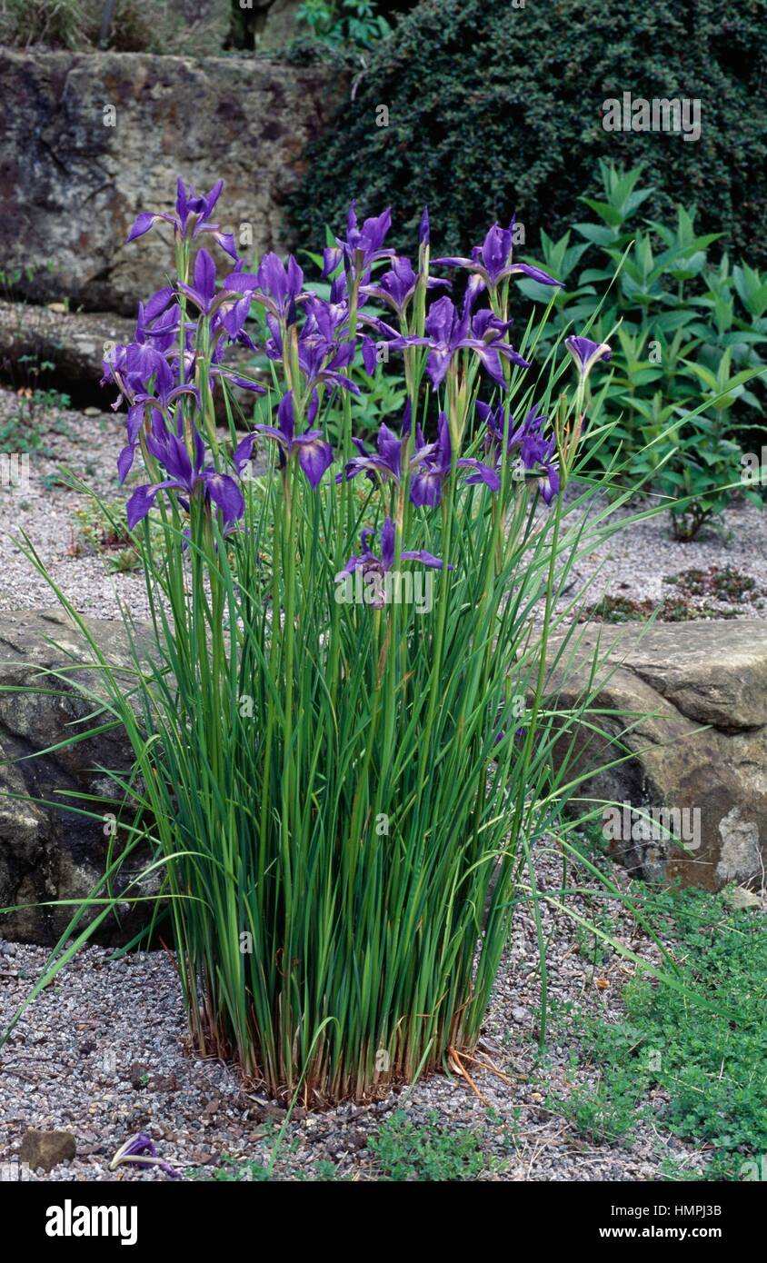 Cattail Iris (Iris typhifolia), Iridaceae Stock Photo - Alamy